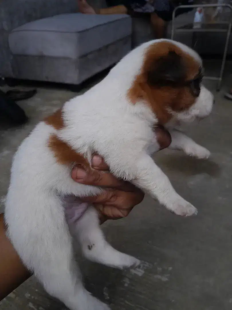 Puppy beagle jantan 6 minggu