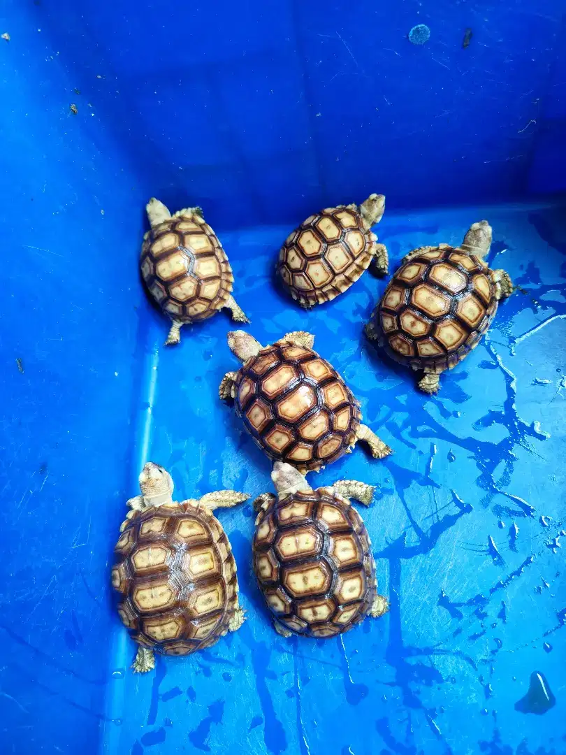 Kura kura sulcata 8cm