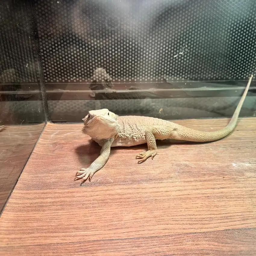 Zero Bearded Dragon