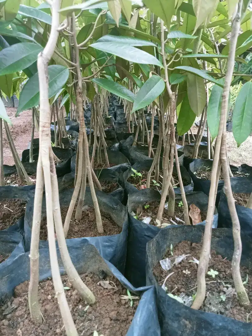 Bibit durian kaki ganda/bonsai