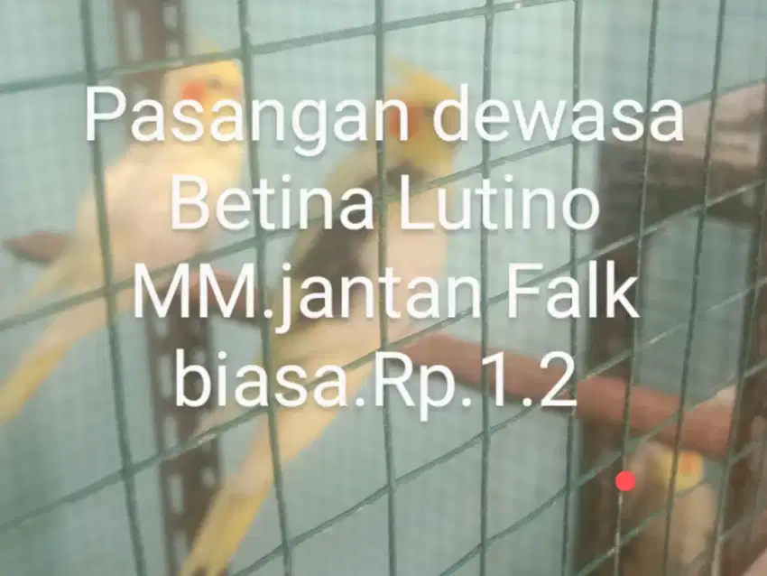 Falk dewasa/indukan umur 1 tahun Up