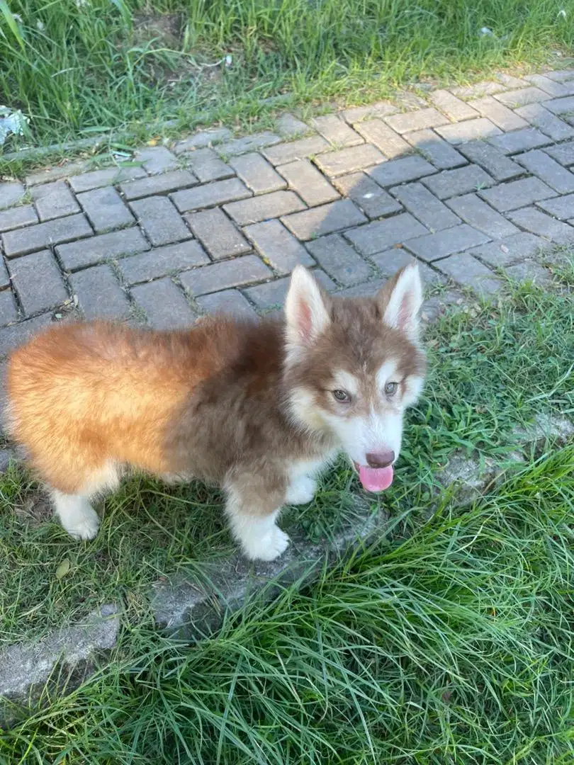 ras siberian husky puppy