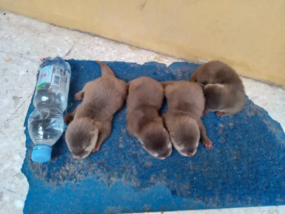 Calon jinak dan pintar