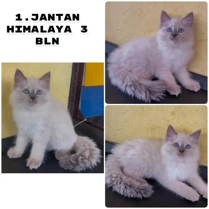 Kucing ras persia himalaya jantan