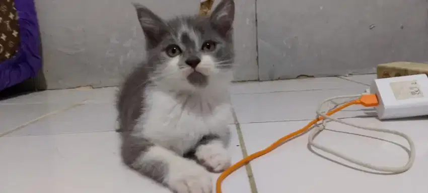 kucing kitten british shorthair bicolour jantan