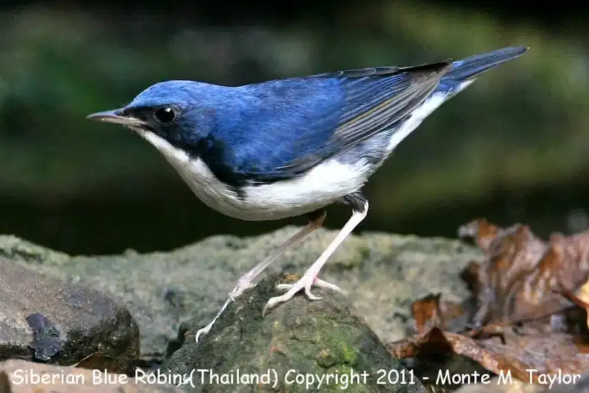 Siberian blue Robin