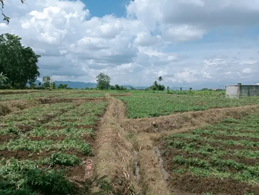 Dijual tanah kebun pinggir jalan siap bangun