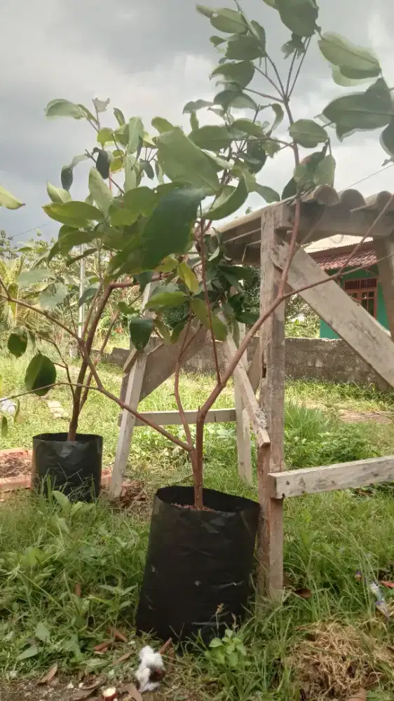 Bibit pohon jambu air sugar barbie