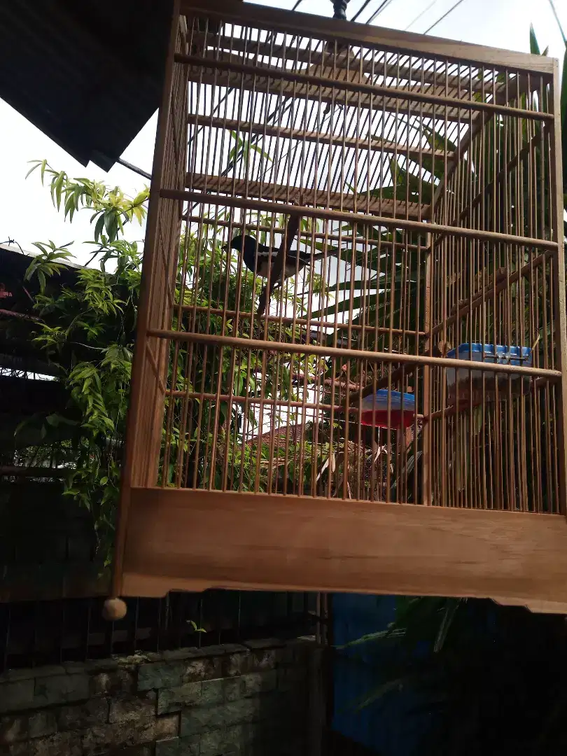 Burung kacer jawa barat