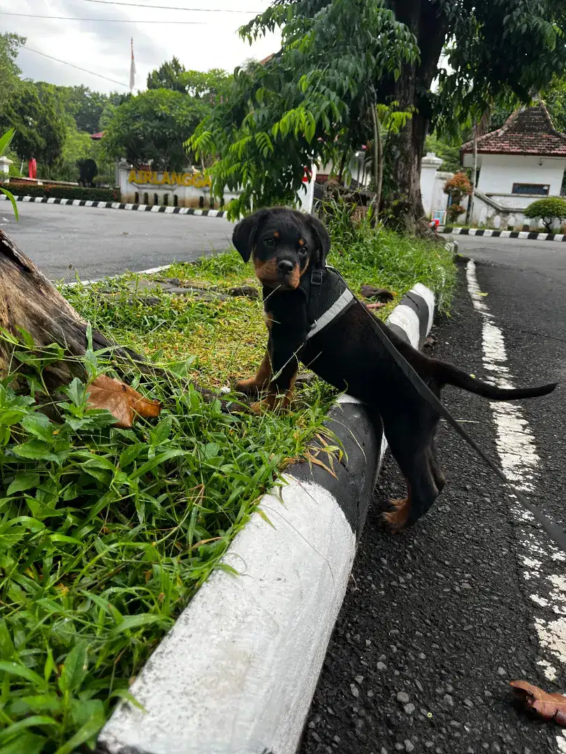 ANAK ANJING ROTTWEILER