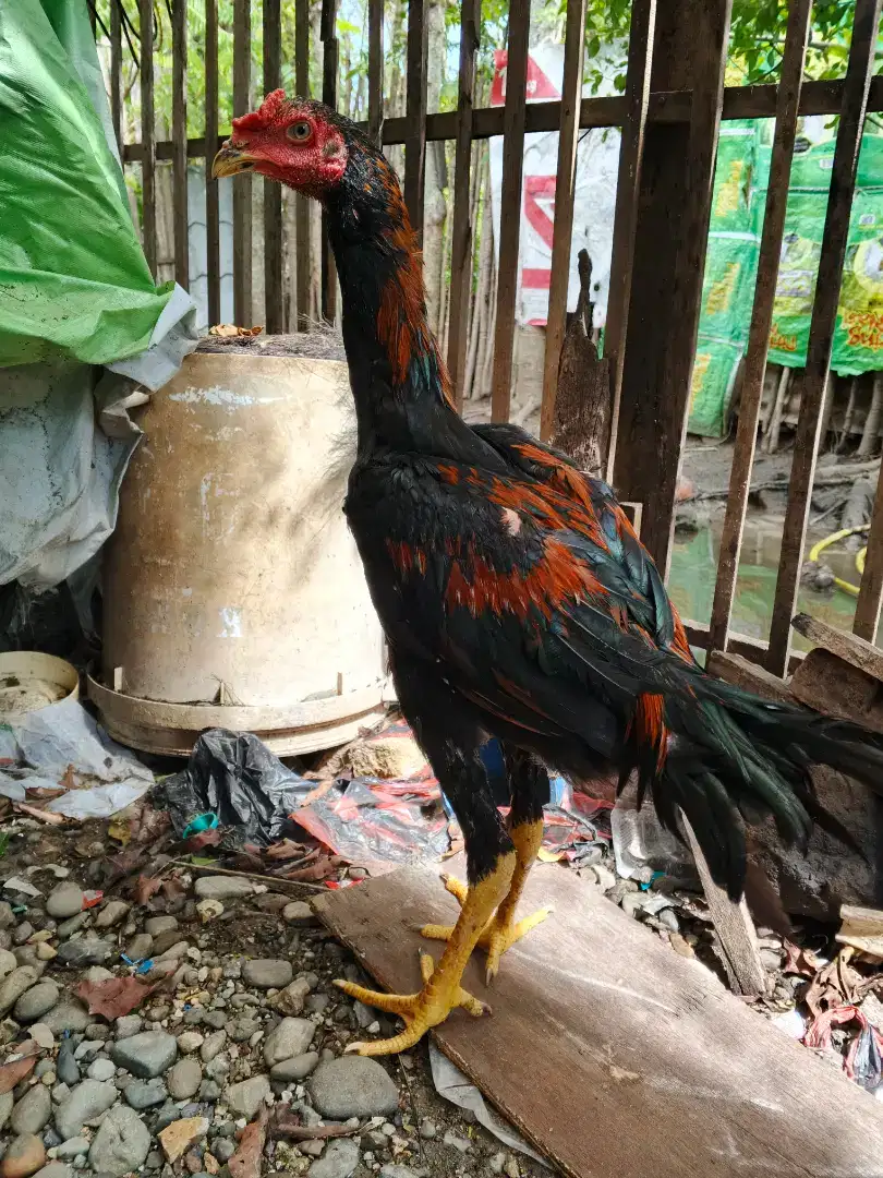 Ayam Bangkok muda