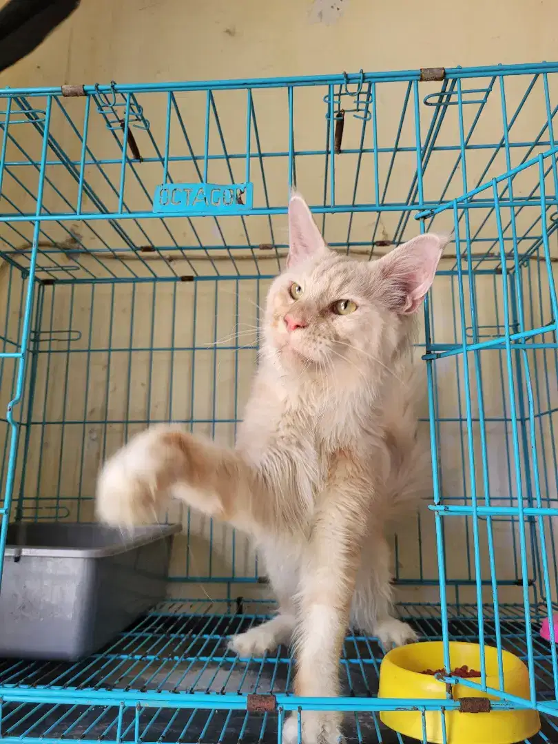 Jasa pacak Mainecoon Pedigree Cfa