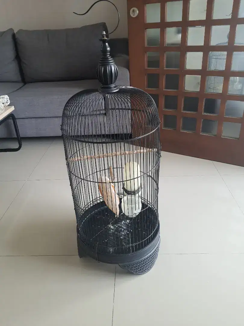 SANGKAR KENARI LOVE BIRD BESI HITAM