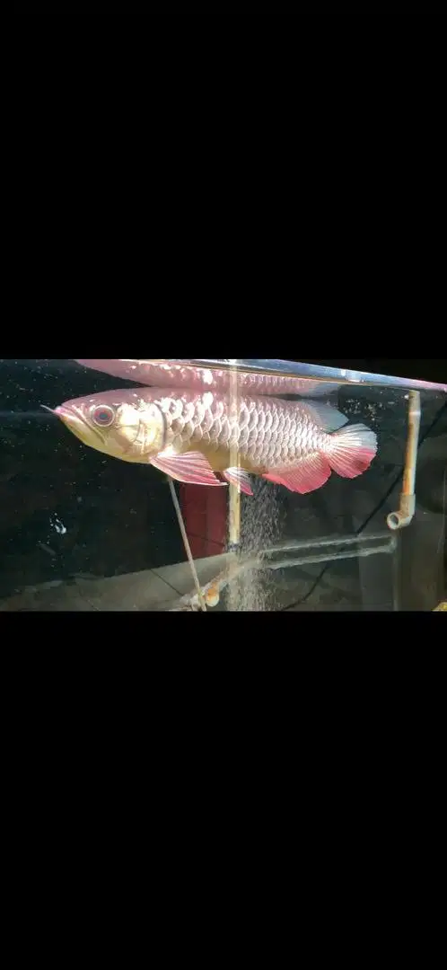 Ikan Arwana GR 30cm