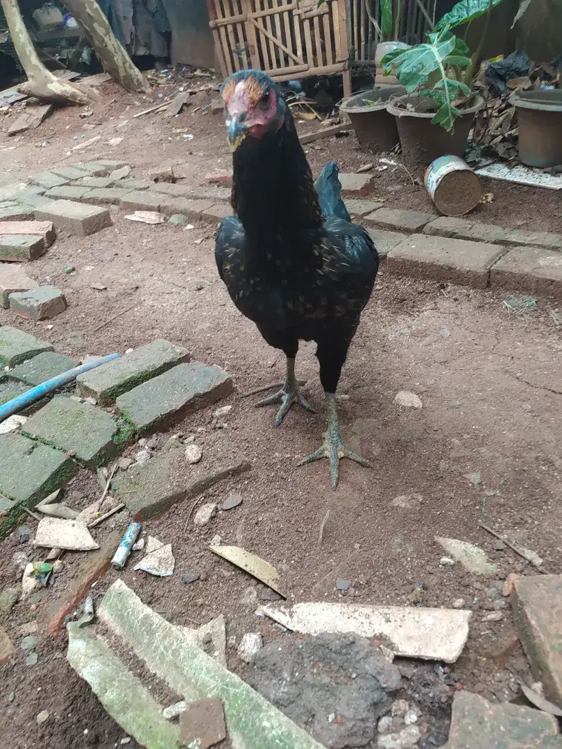 Ayam Kampung Betina