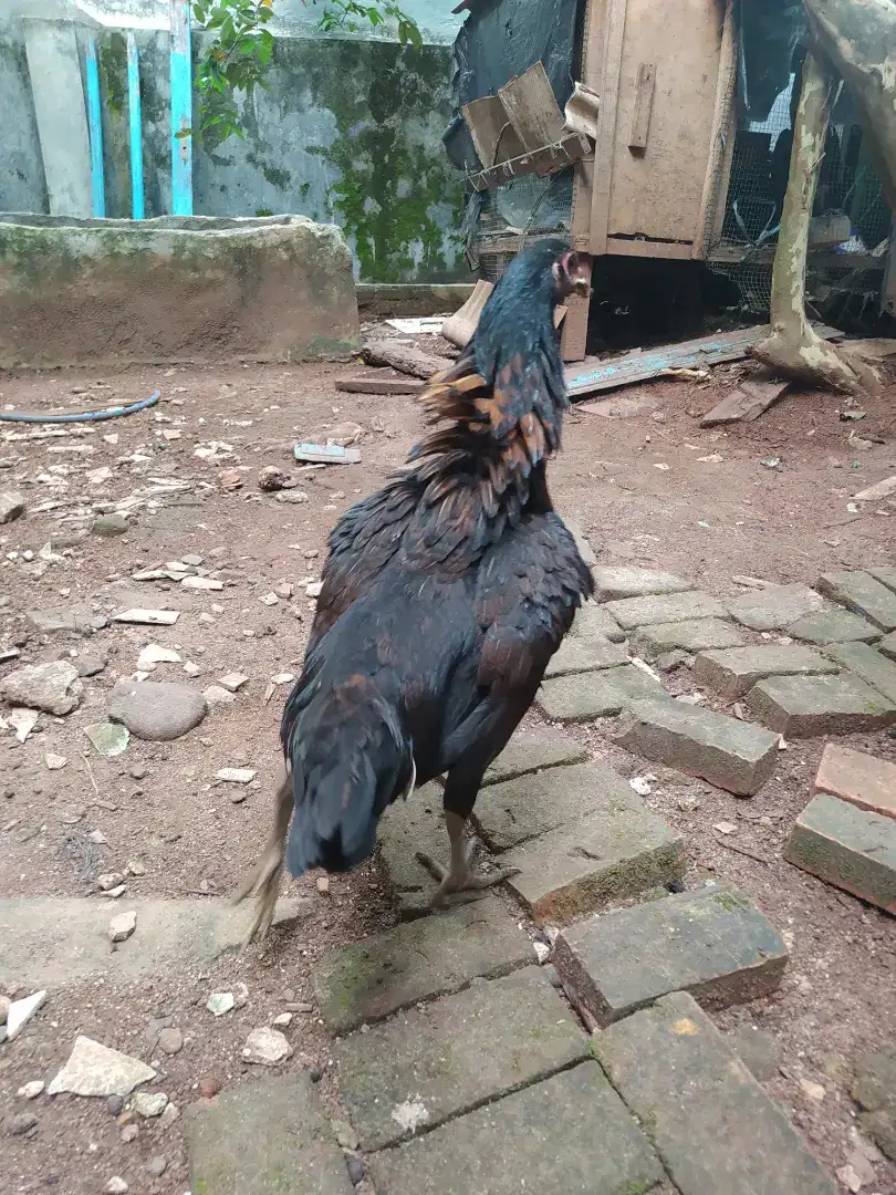 Ayam Kampung Betina