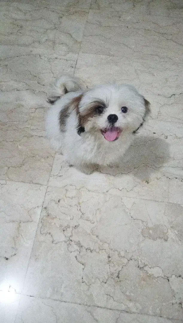 Jual anjing Shihtzu Jantan Anakan