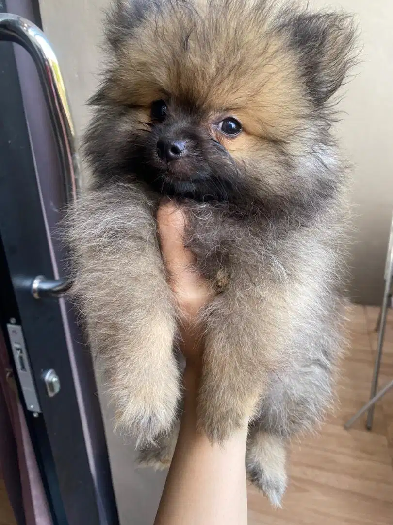 FOR SALE ANJING MINI POMERANIAN ANJING MINIPOM POMERANIAN