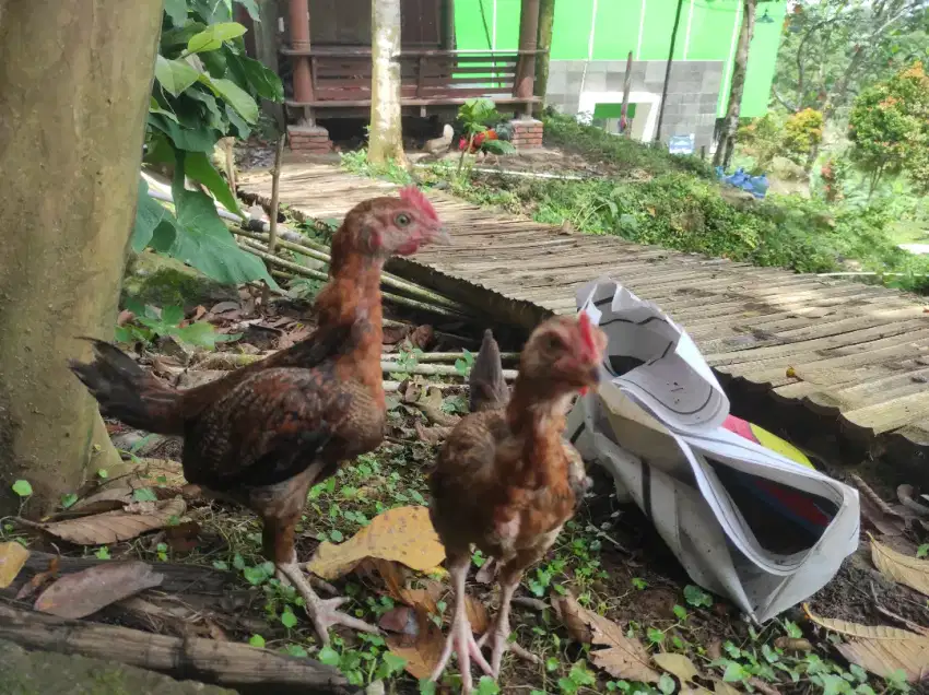 Anak ayam kampung jantan murah