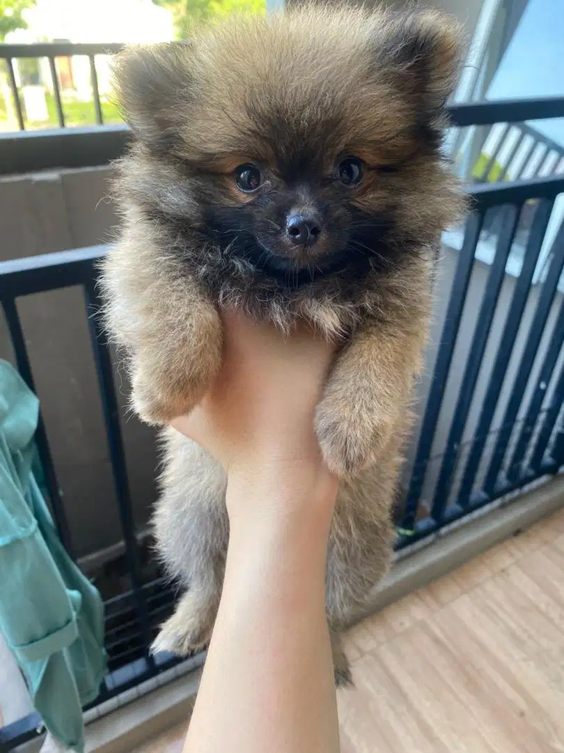 DIJUAL ANJING POMERANIAN ANJING MINIPOM MINI POMERANIAN