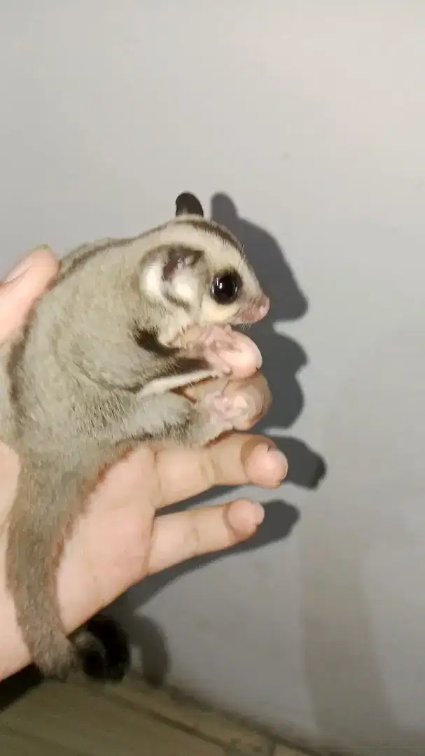 Sugar glider grey