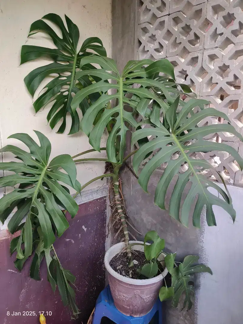 Monstera Deliciosa