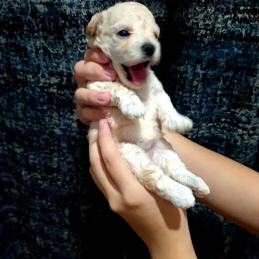 Anakan Poodle Fawn Female