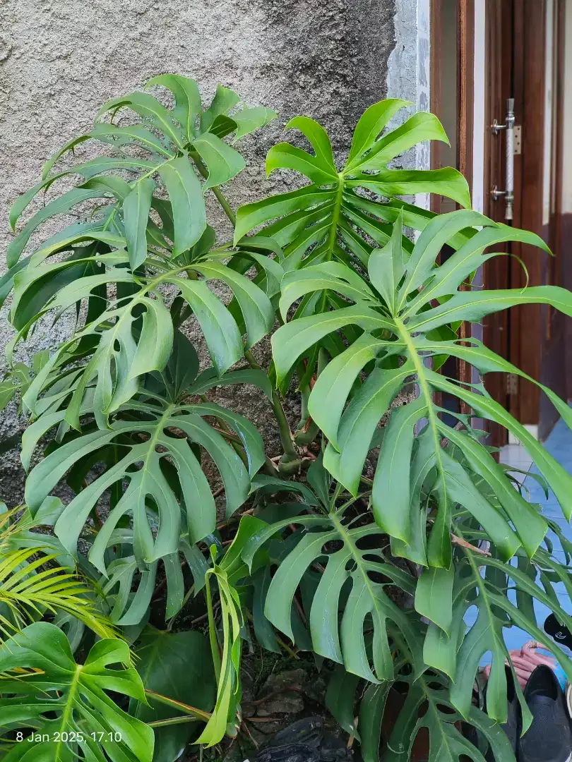 Monstera Deliciosa