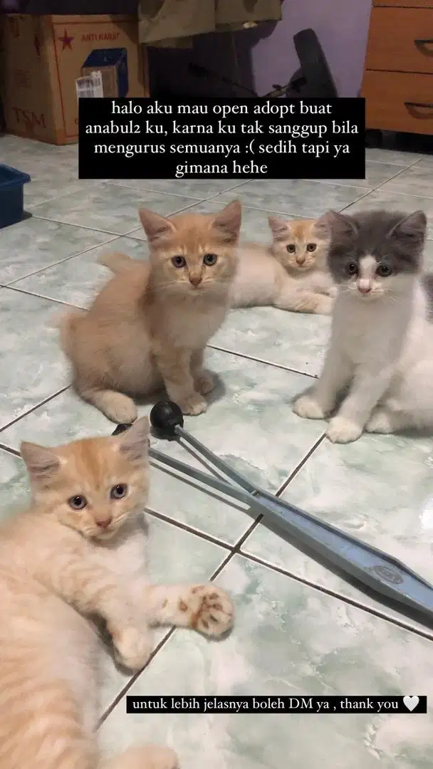 kitten persia 2 bulan