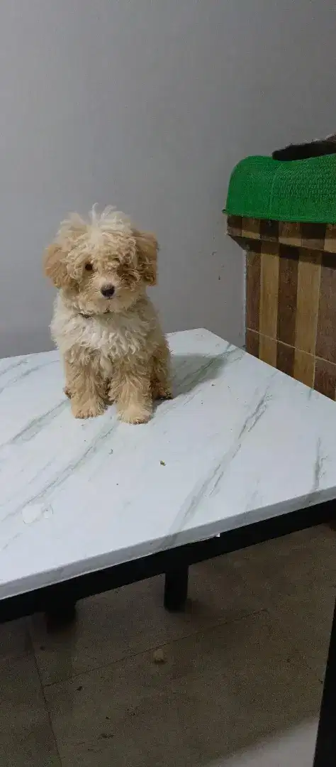 Puppy Toy Poodle Jantan Fawn