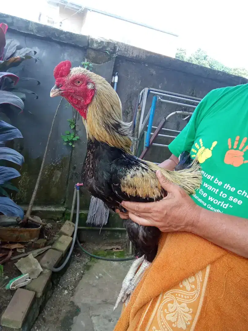 Ayam Blasteran Bangkok dan Kampung