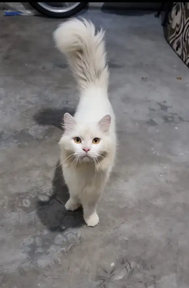 Kucing Persia Ekor Sulak