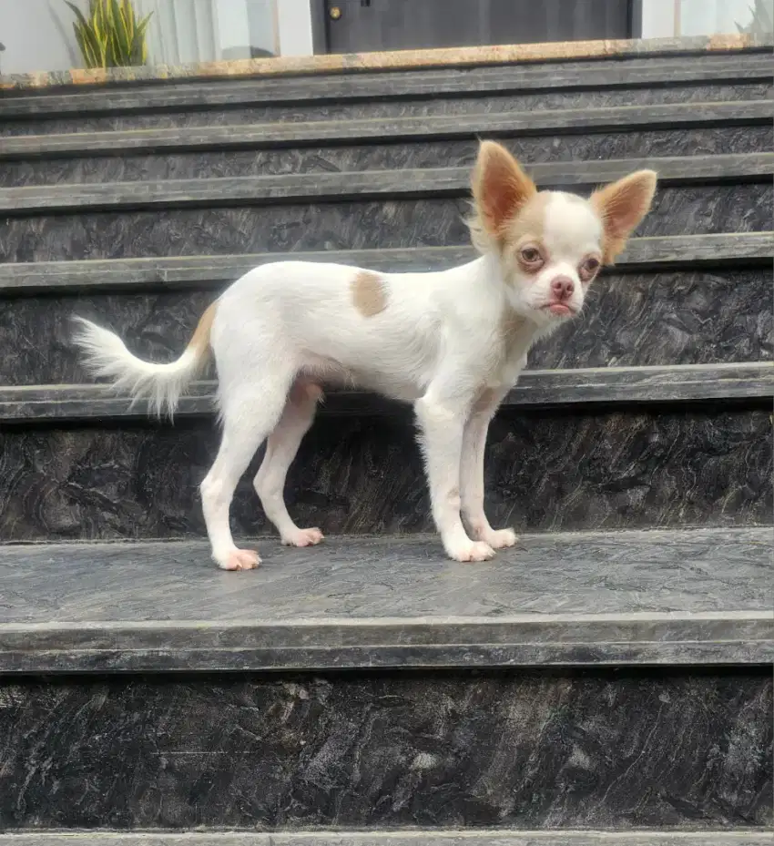 For sale 1 anakan chihuahua long coat jantan harga terjangkau