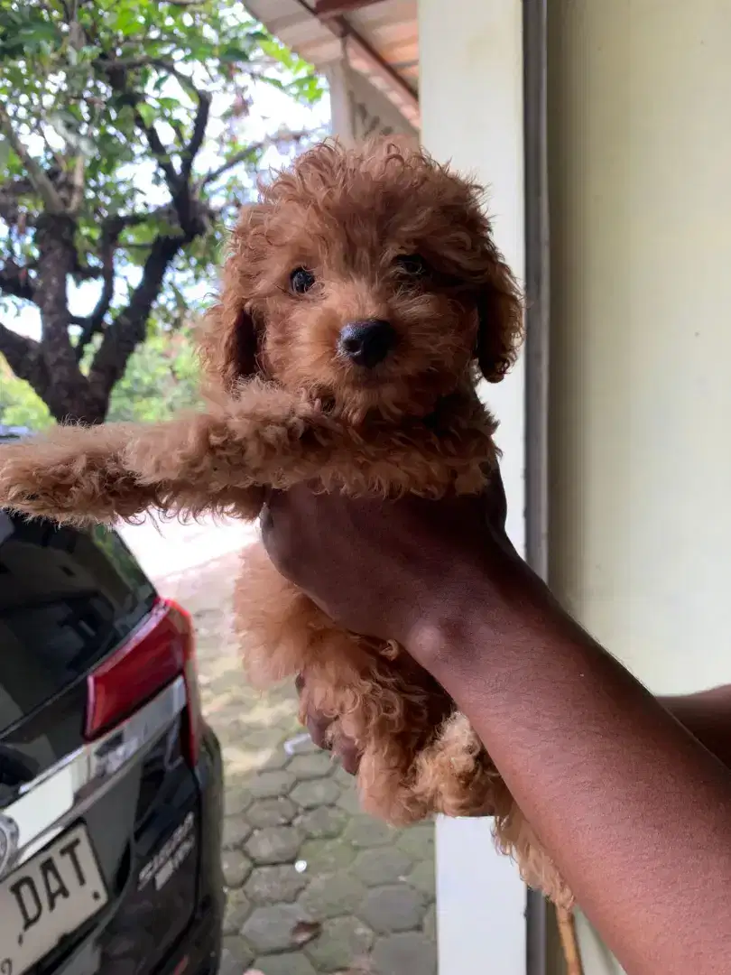 Puppies mini Poodle