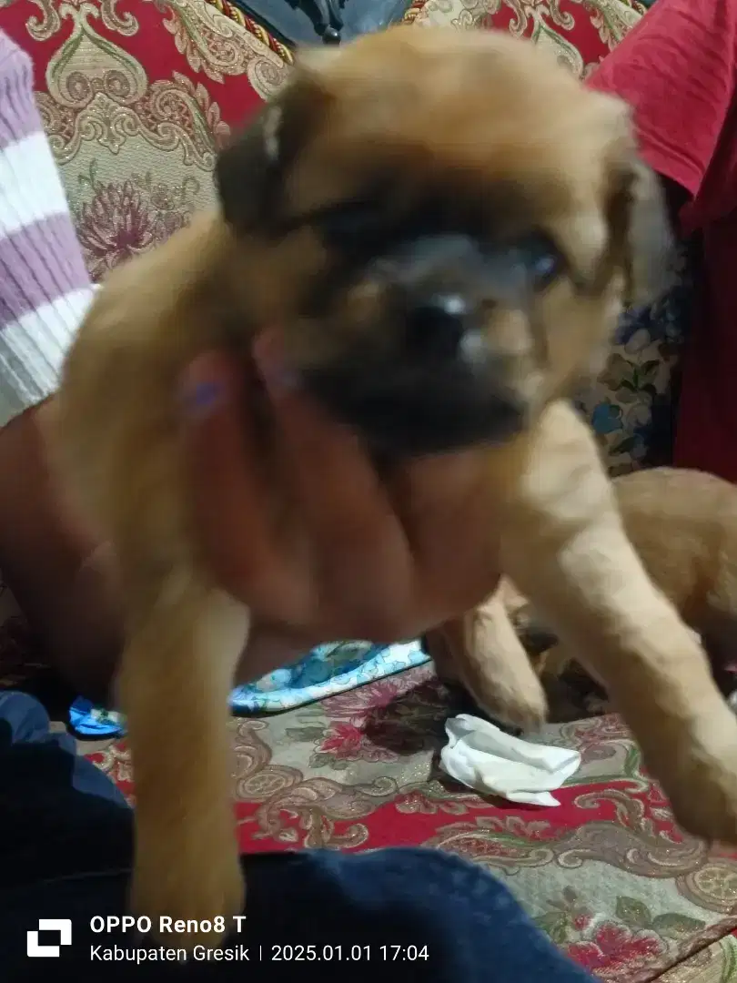 Dijual anak anjing