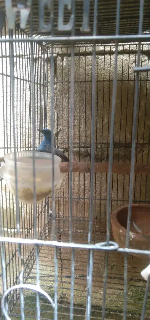 Burung tledekan biru