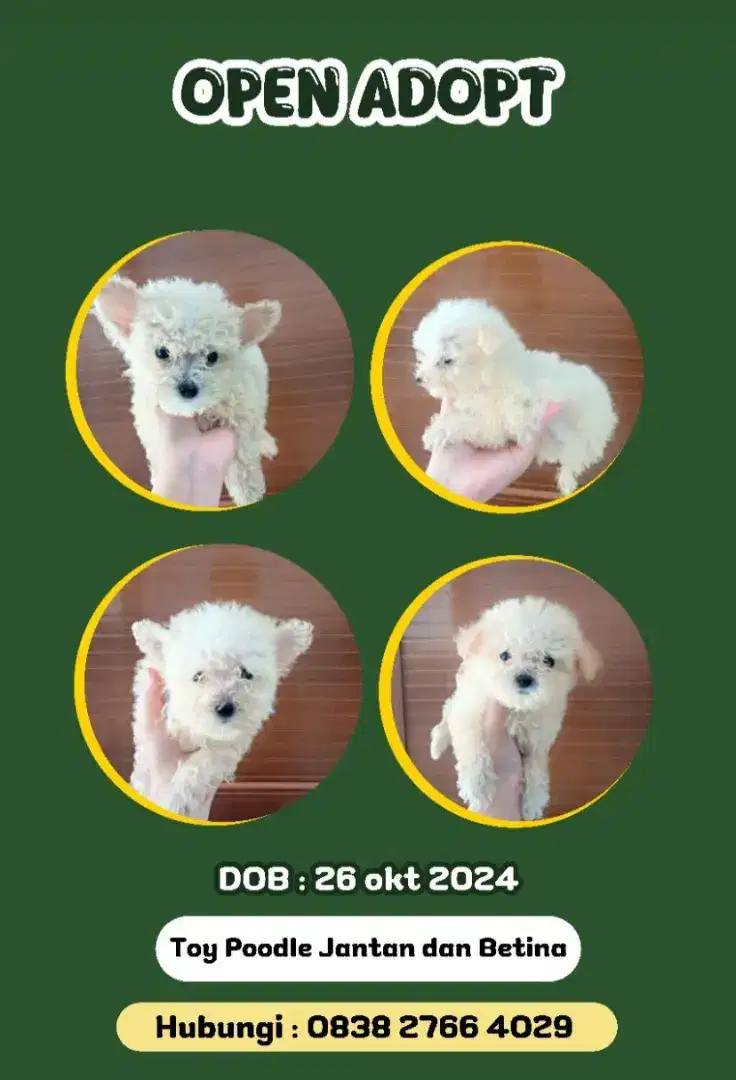 Open Adopt Bermahar