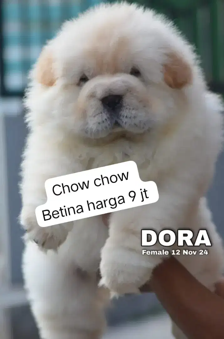 Jual anjing chow chow