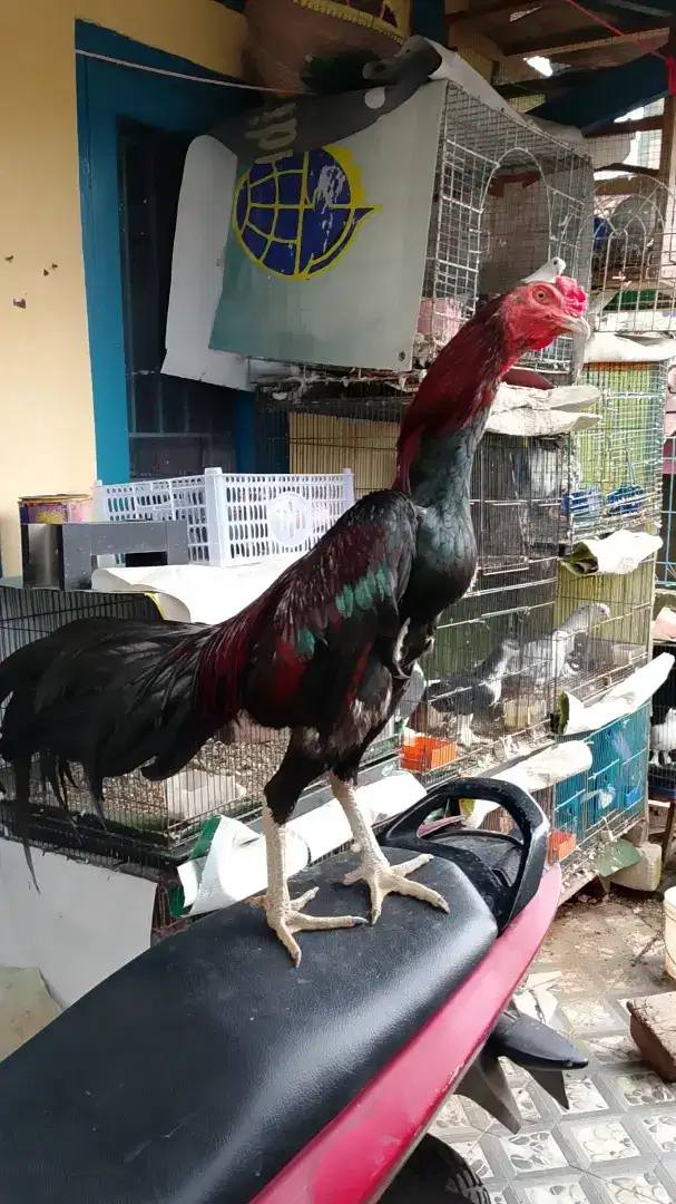 Ayam bangkok istimewa kualitas di jamin mantap