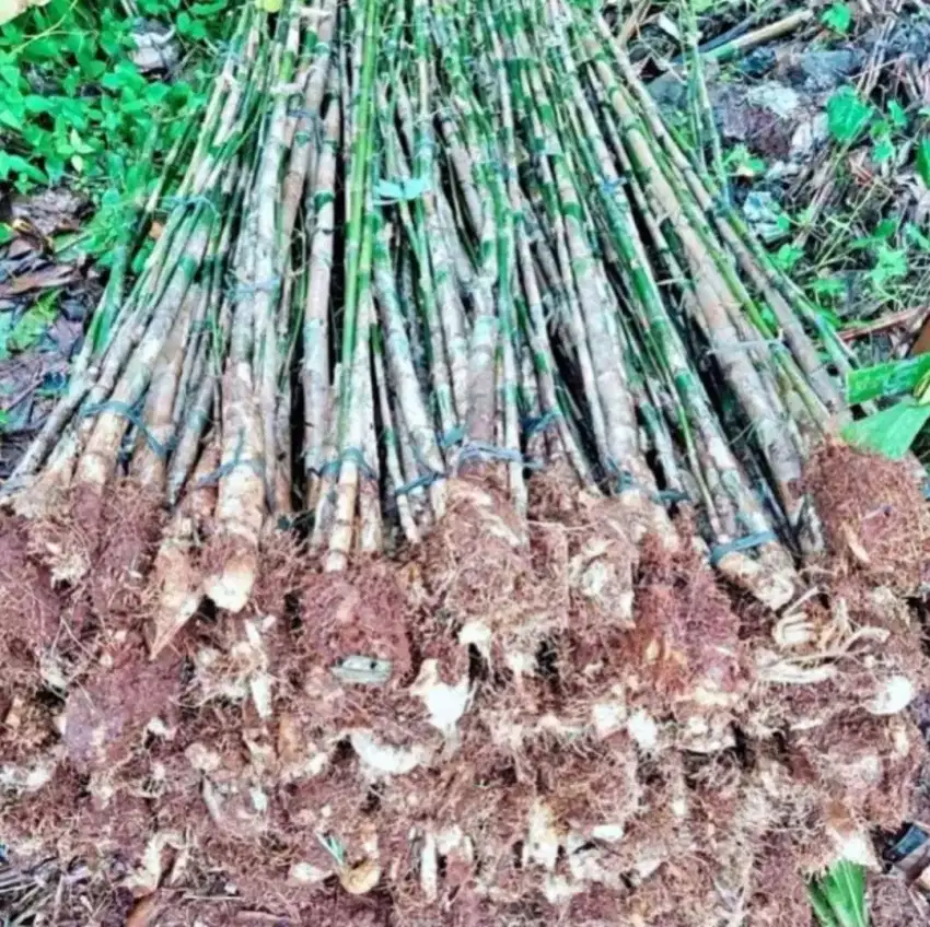 Pohon bambu jepang