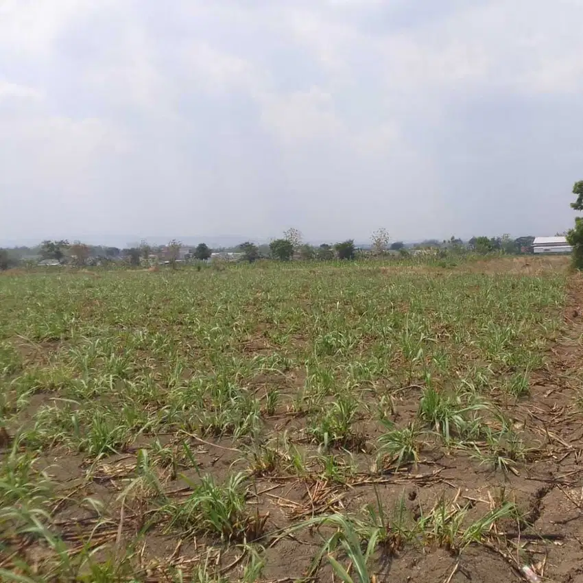 Dijual tanah dibojonegoro Lokasi dekat pasar baureno