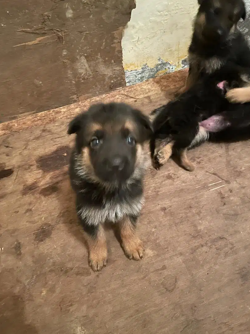 anakan / puppy herder german shepherd