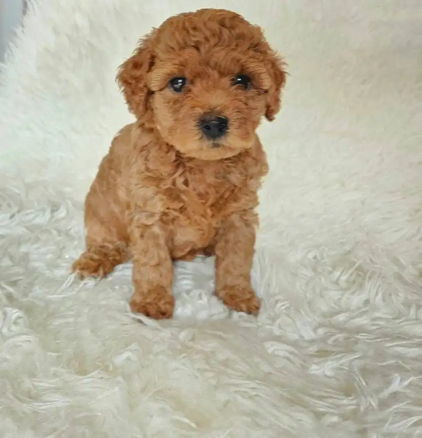 Anjing toy poodle ras asli podel