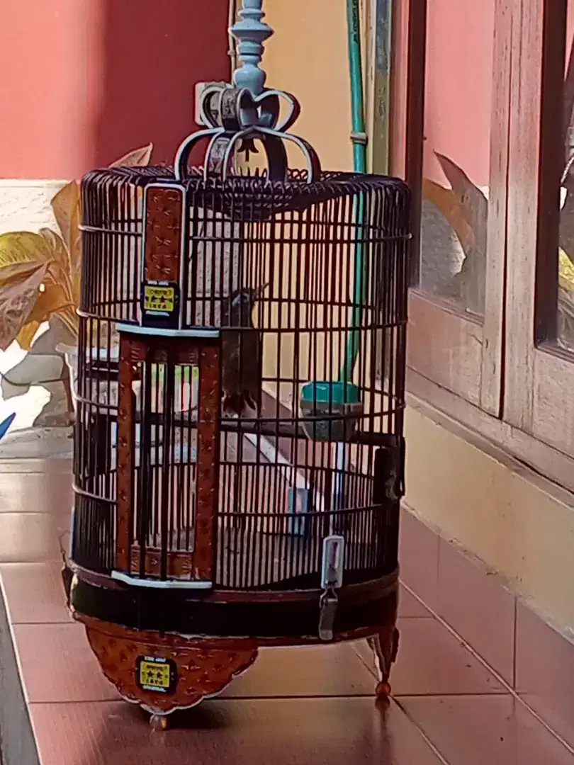 Burung Wambi Hwamei Rajin bunyi sangkar bagus