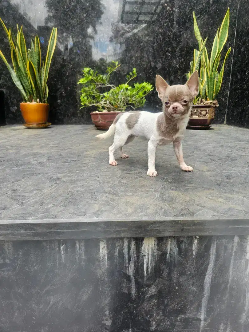 For sale anakan chihuahua smooth coat betina imut dan lucu