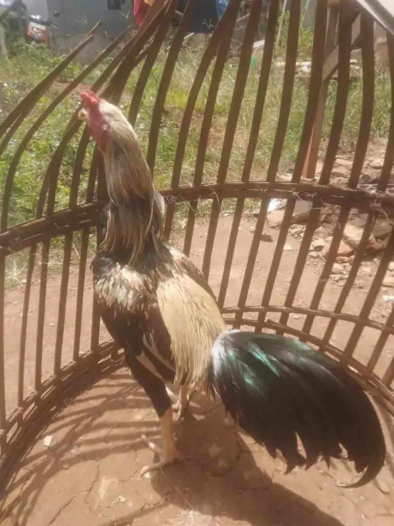 Ayam Bangkok jalak kembang