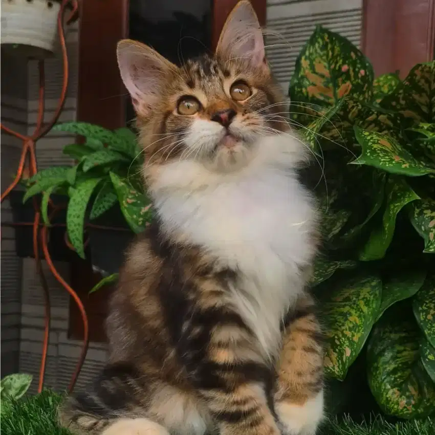 Kiten mainecoon