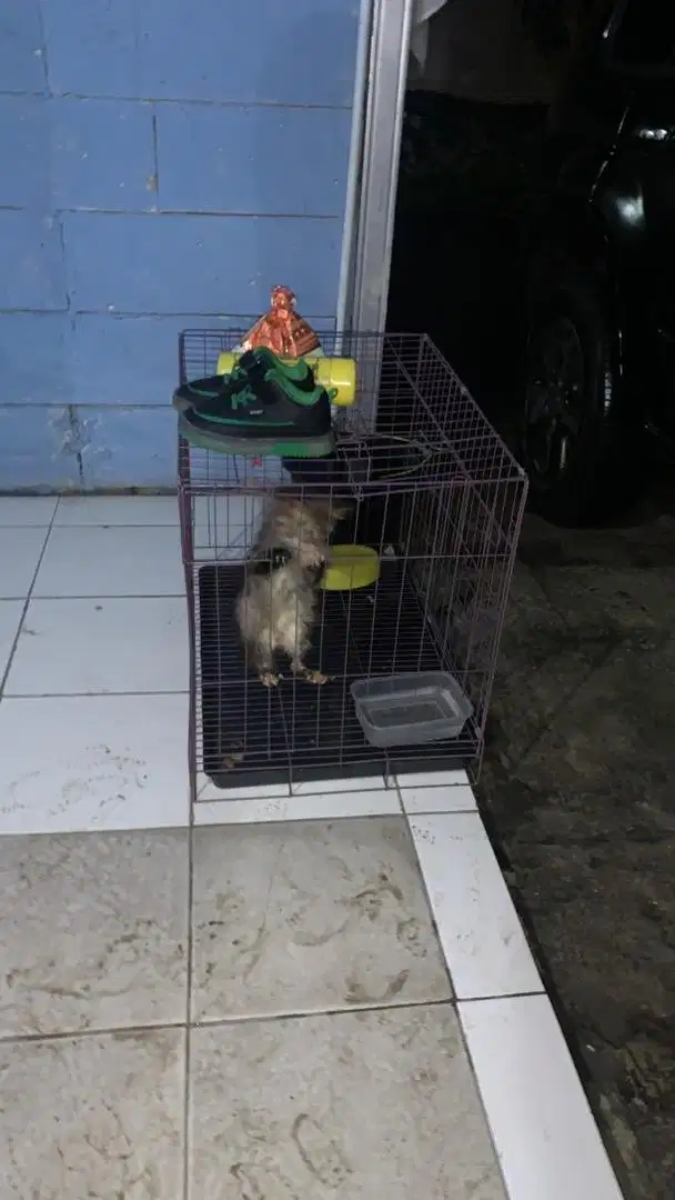 Dijual kucing persia