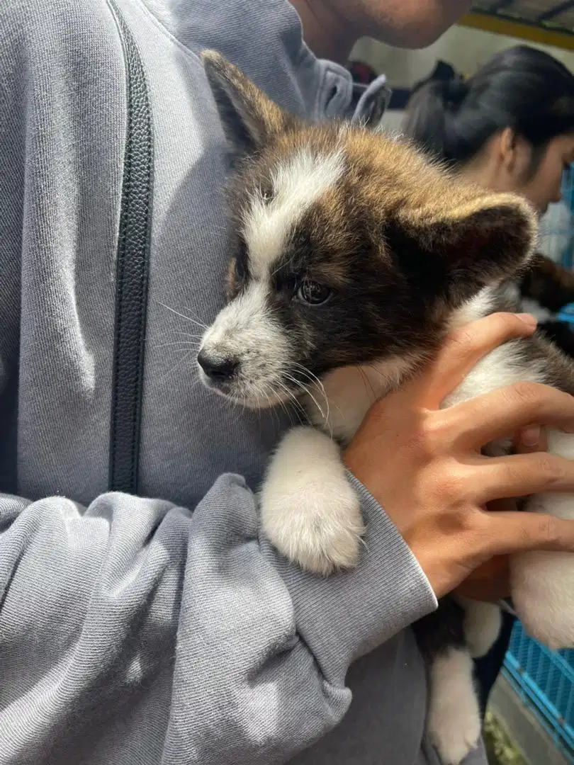 Dijual Puppy American akita mix Kintamani jantan