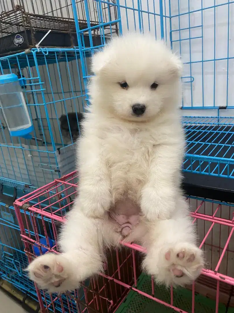 Samoyed betina lucu puolll